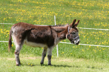 images/Unsere-Tiere/luzie 2015 auf der wiese.png